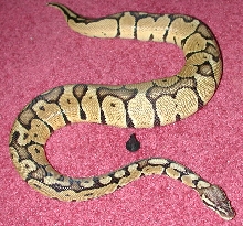 pastel