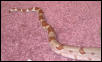 F3 Male