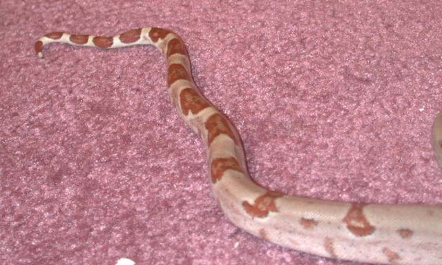 F3 Male