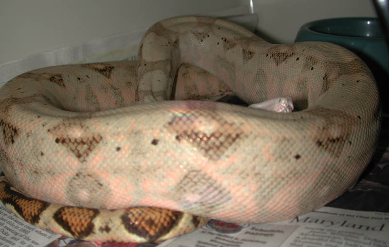 Hogg Male 1