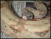 Hogg Male 3