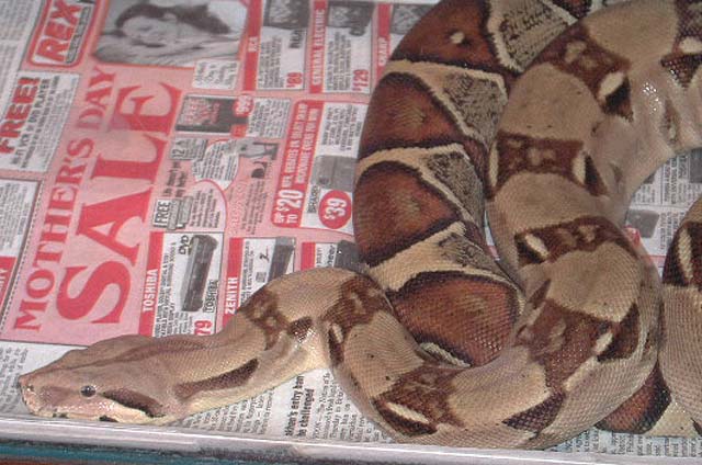 Female Pastel