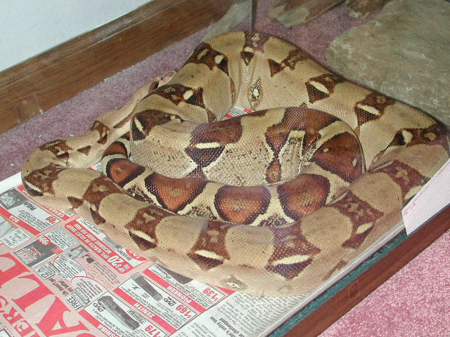 Female Pastel