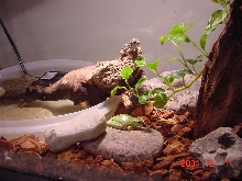 My tarrairium