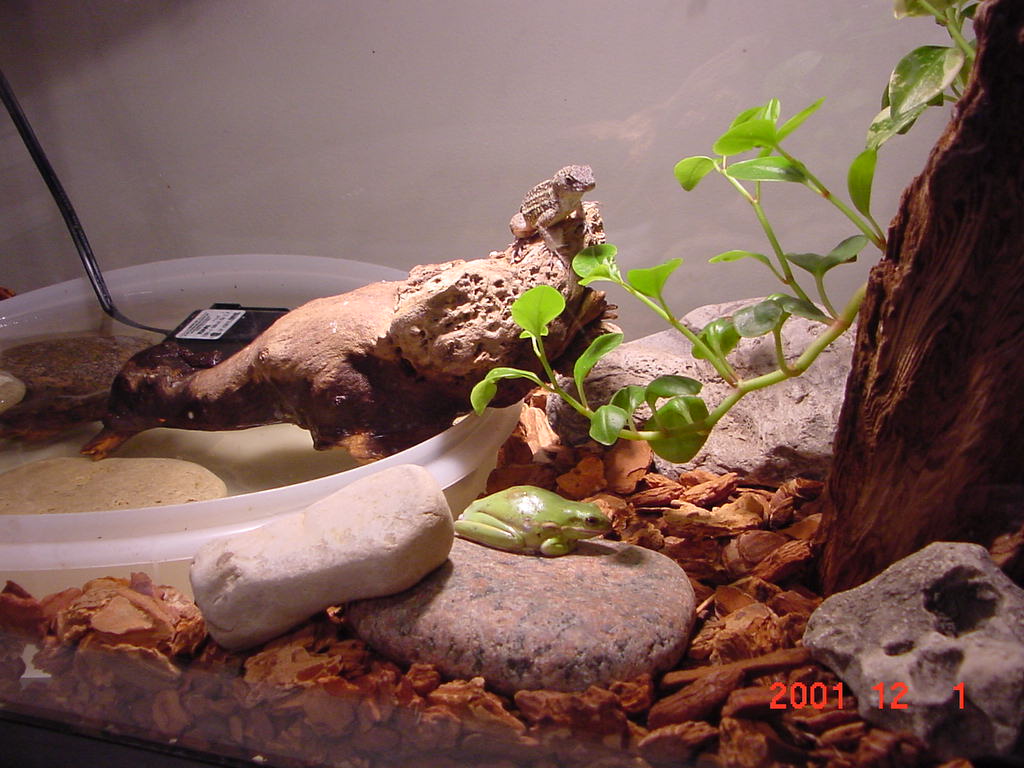 My tarrairium