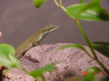 Zippy my green anole