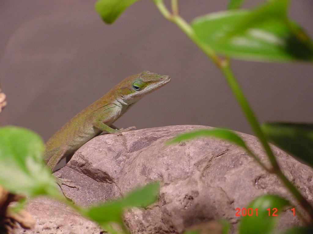 Zippy my green anole