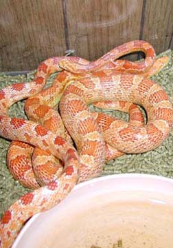 Amelanistic pair of corns
