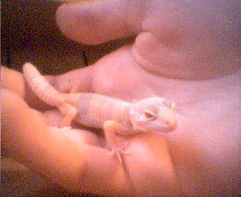 New Baby Leo