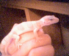 My New Baby Leo 2