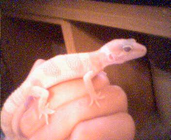 My New Baby Leo 2