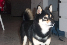 My Shiba