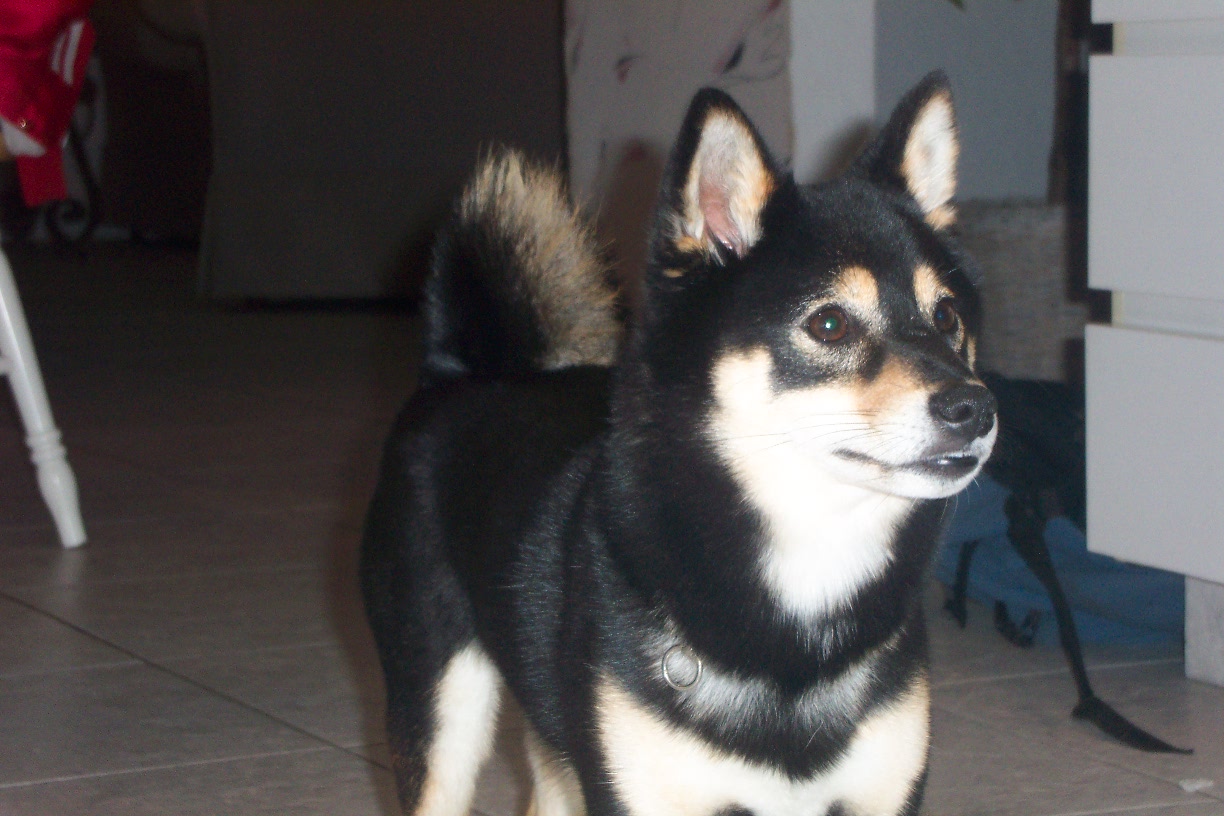 My Shiba