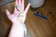 Myy Leo