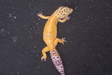female leo