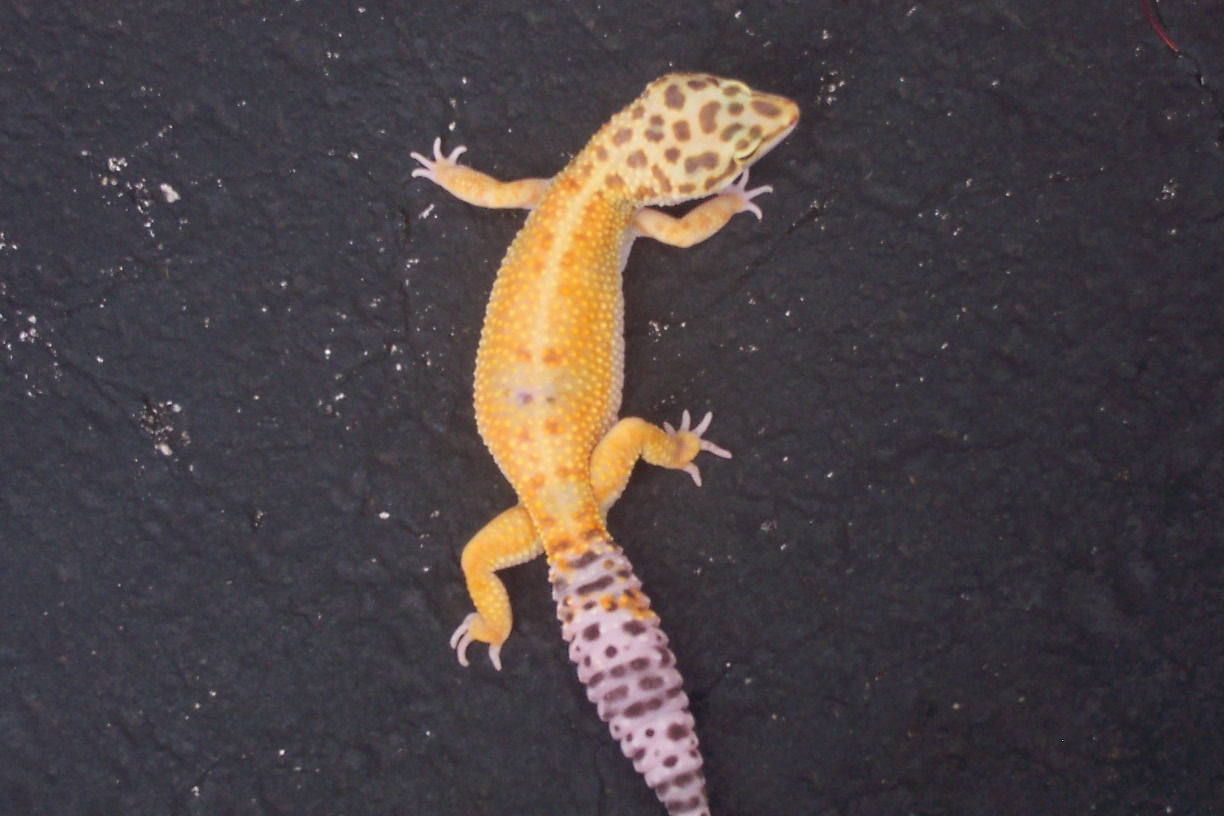 female leo