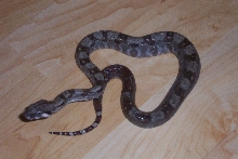 my boa