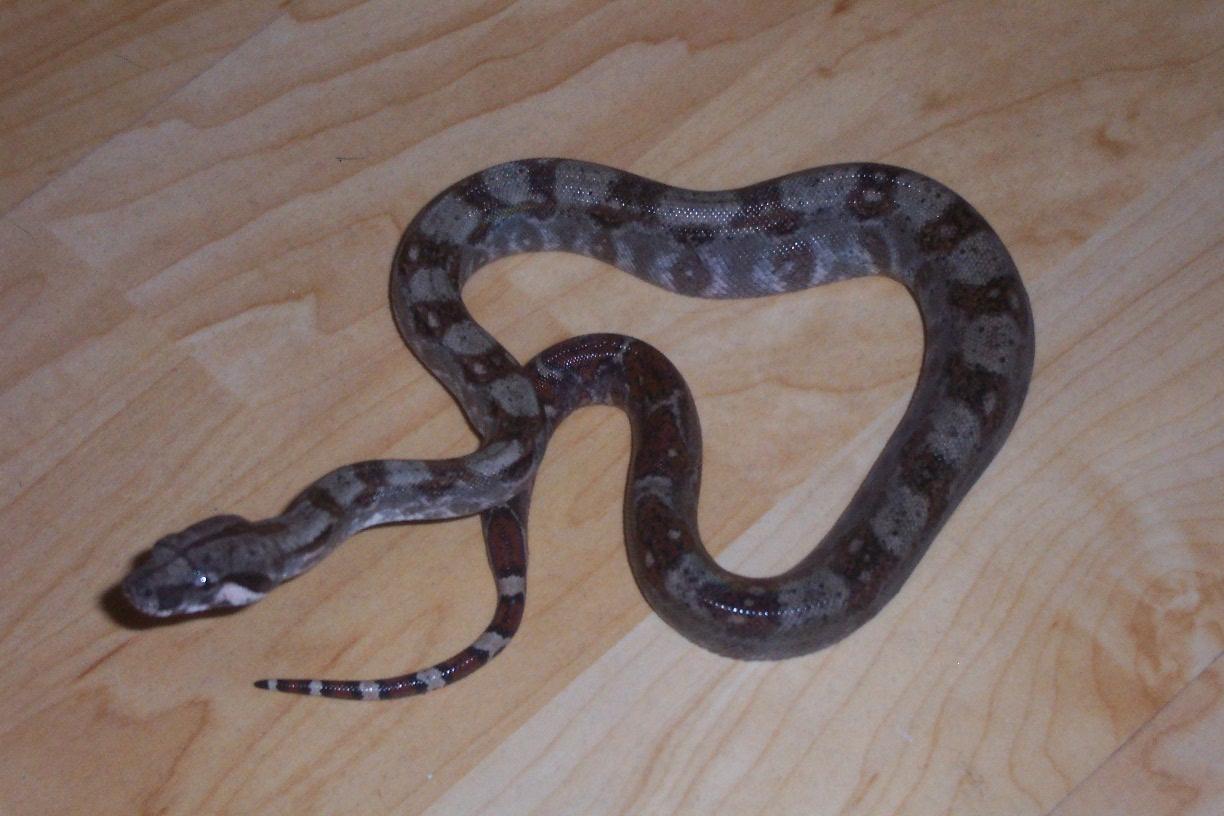 my boa