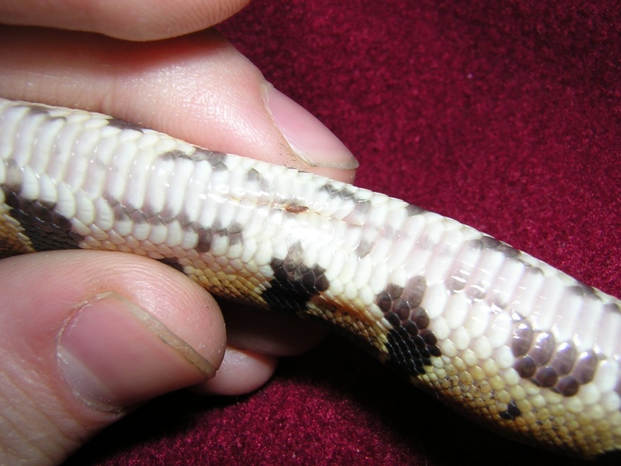 Split Ventral Scales