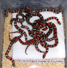 Tri-colored Hognose Hatchlings