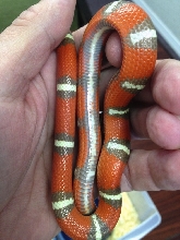 T-pos Nelsoni Belly stripe