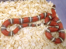 T-positive Nelson's Milk Snake