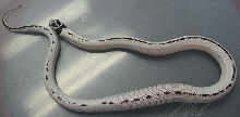 High White Cal King