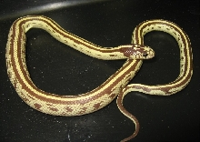 Banana Cal King