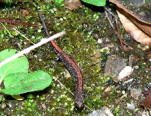 Southern Redback Salamander