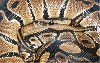 Ball Python close up