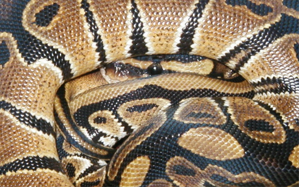 Ball Python close up