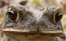 Toad face