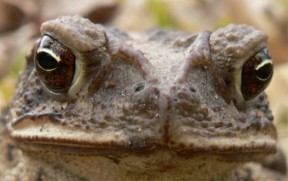 Toad face