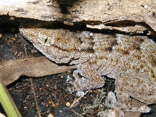 White Spot Gecko