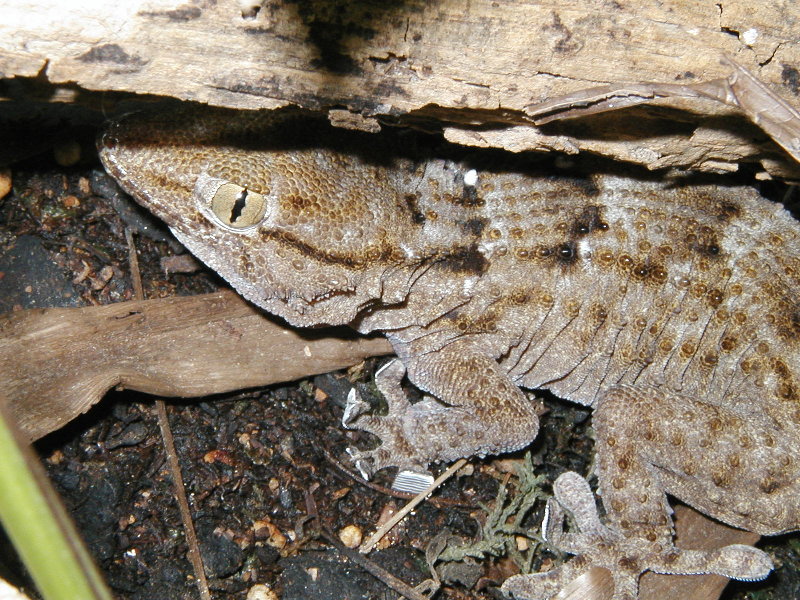 White Spot Gecko