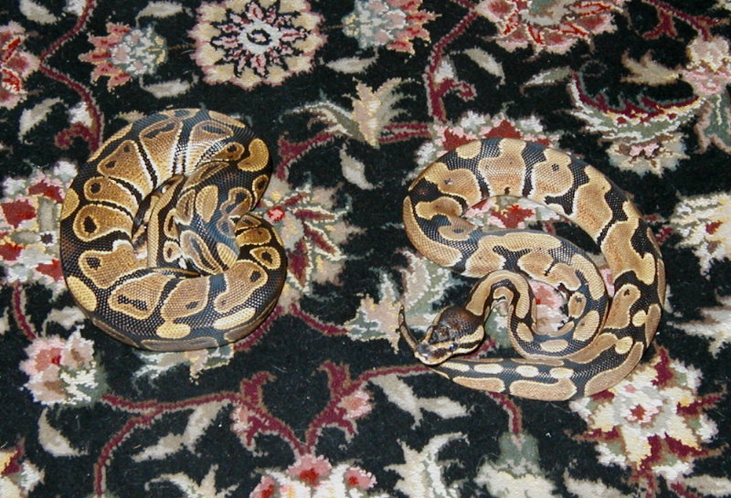 pair of ball pythons