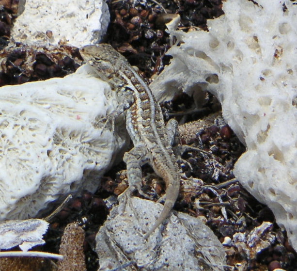 Cozumel Lizard