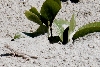 Padre Island lizard