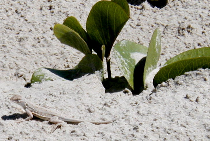 Padre Island lizard