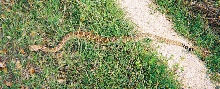 Lake Georgetown Rattler