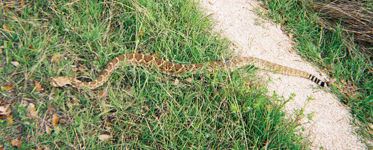 Lake Georgetown Rattler