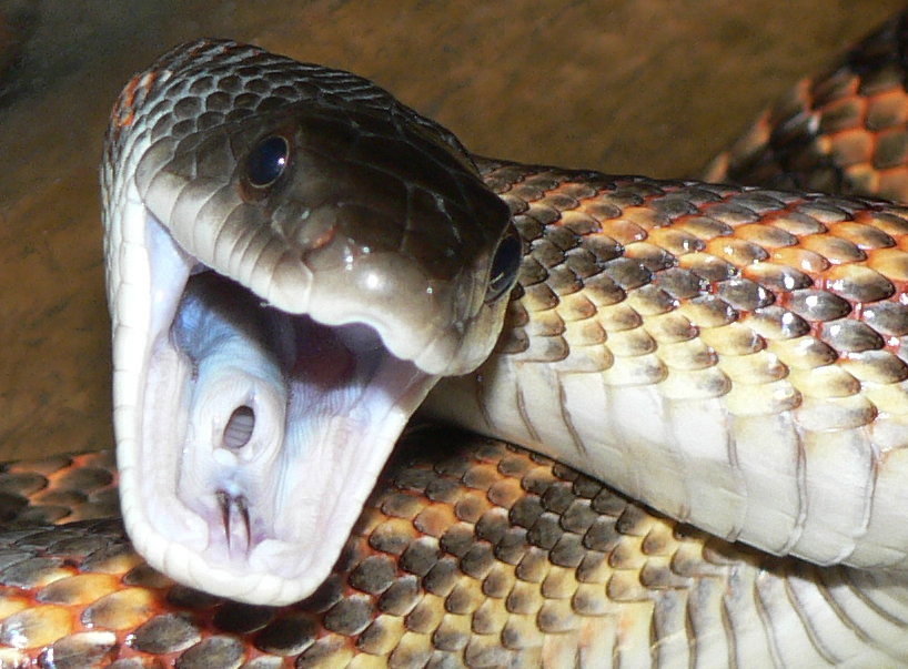 Gaping close-up