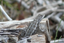 Spiny Lizard