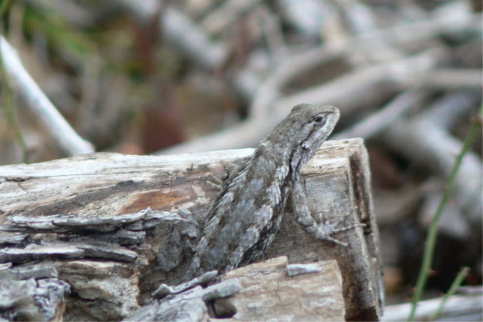 Spiny Lizard