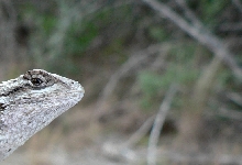 Lizard Face