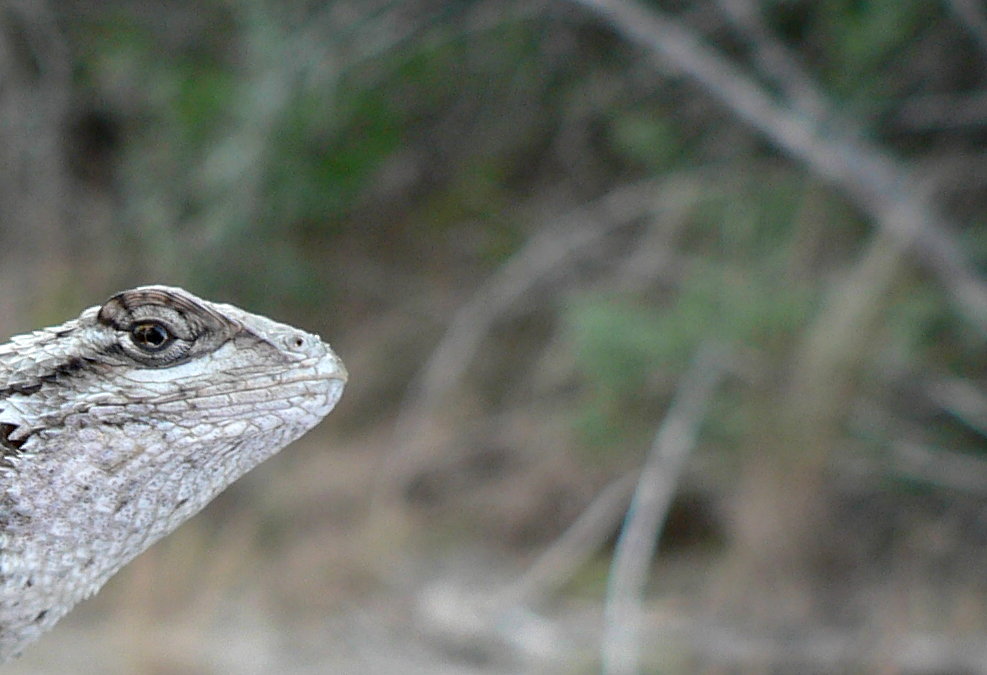 Lizard Face