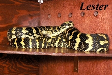 Lester