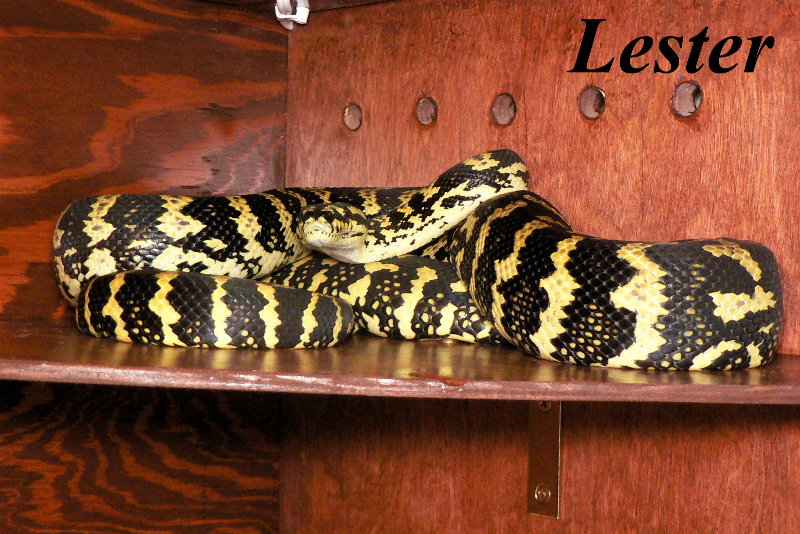Lester