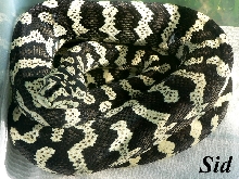 Sid