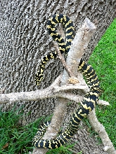 Lester outside